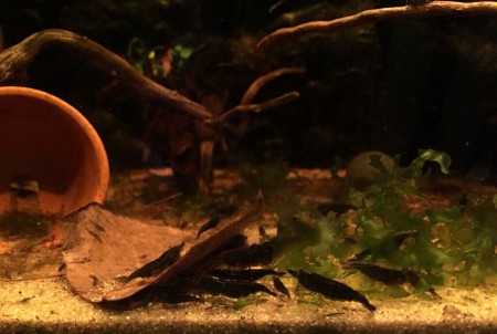 Black Sakura Garnalen